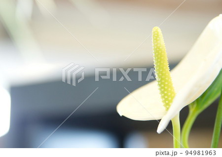 白いアンスリウム 94981963