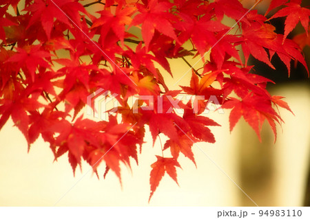 紅葉 94983110