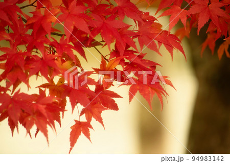 紅葉 紅葉 94983142