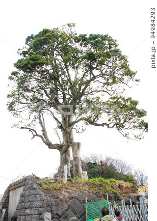 枯死してしまった「益田家のモチノキ」の晩年の姿(横浜市戸塚区) 94984293