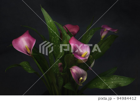 Bouquet with pink flowers and green leaves of calla (Zantedeschia) on dark background 94984412