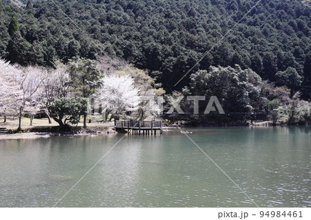 ソメイヨシノが咲く十曽池の風景 ソメイヨシノが咲く十曽池の風景 94984461
