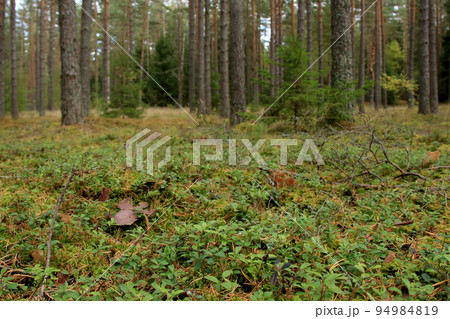 wild green pine tree forest 94984819