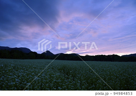 会津高原高杖原の花咲くソバ畑に朝焼け空 94984853