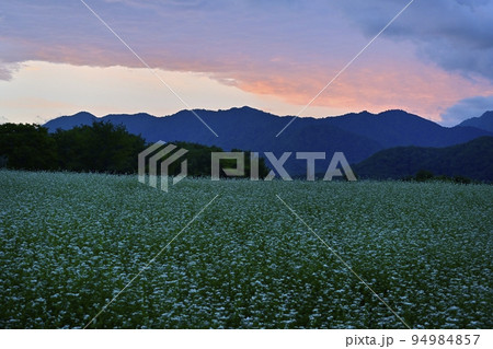 会津高原高杖原の花咲くソバ畑に朝焼け空 94984857