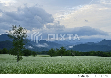 会津高原高杖原の花咲くソバ畑 会津高原高杖原の花咲くソバ畑 94984870