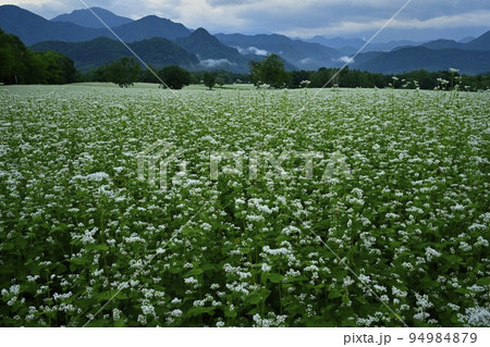 会津高原高杖原の花咲くソバ畑 会津高原高杖原の花咲くソバ畑 94984879