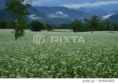 会津高原高杖原の花咲くソバ畑 会津高原高杖原の花咲くソバ畑 94984881