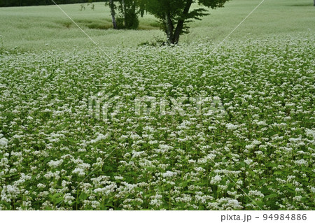 会津高原高杖原の花咲くソバ畑 会津高原高杖原の花咲くソバ畑 94984886