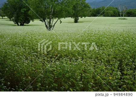 会津高原高杖原の花咲くソバ畑 会津高原高杖原の花咲くソバ畑 94984890