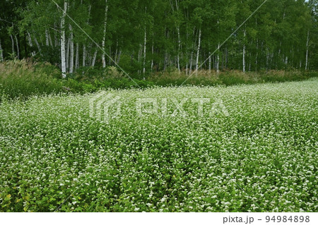 会津高原高杖原の花咲くソバ畑 会津高原高杖原の花咲くソバ畑 94984898