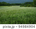 会津高原高杖原の花咲くソバ畑 94984904
