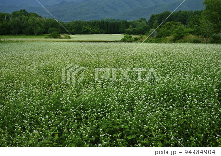 会津高原高杖原の花咲くソバ畑 94984904