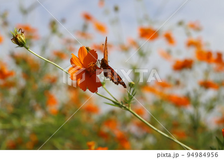日本の秋の花畑に咲くキバナコスモスの花の蜜を吸うツマグロヒョウモン蝶のオス 94984956