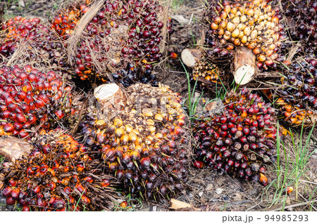 アブラヤシの実 94985293