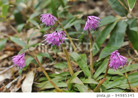 ショウジョウバカマ 94985345