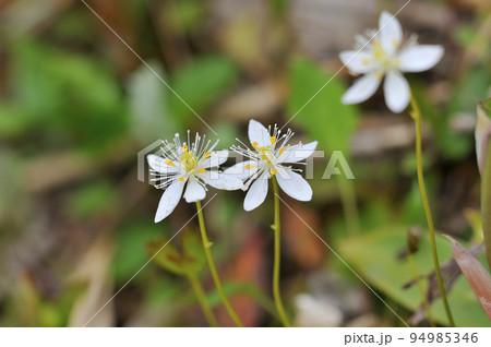 ミツバオウレンの写真素材