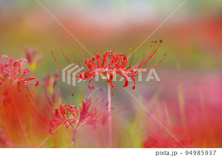 矢勝川の彼岸花 矢勝川の彼岸花 94985937