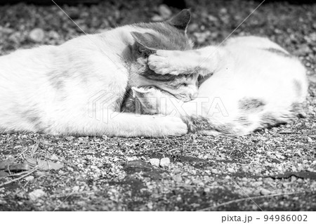 春の日、じゃれ合う子猫～チビとミニラ 94986002