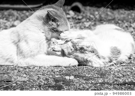 春の日、じゃれ合う子猫~チビとミニラ 春の日、じゃれ合う子猫~チビとミニラ 94986003