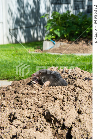European mole destroying lawn in the garden European mole destroying lawn in the garden 94986322