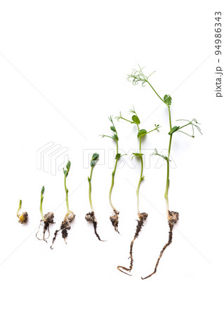 pea sprouts in different grown stages lined up in a row, isolated on white pea sprouts in different grown stages lined up in a row, isolated on white 94986343