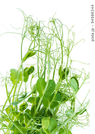 pea shoots with tendrils lying flat, isolated on white pea shoots with tendrils lying flat, isolated on white 94986344
