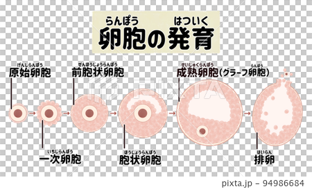 人類卵泡發育和排卵過程日語圖解 94986684