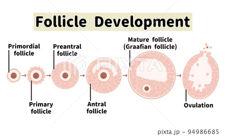 ヒトの卵胞の発育と排卵の過程　英語の図解イラスト 94986685