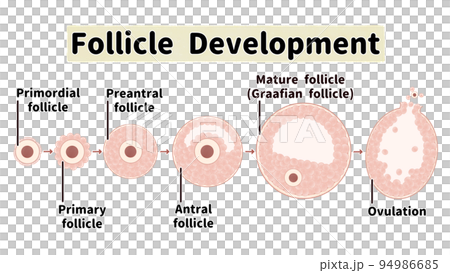 ヒトの卵胞の発育と排卵の過程　英語の図解イラスト 94986685