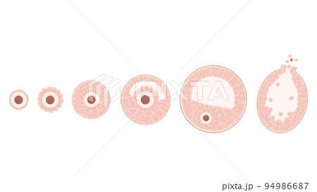 ヒトの卵胞の発育と排卵の過程　図解イラスト 94986687