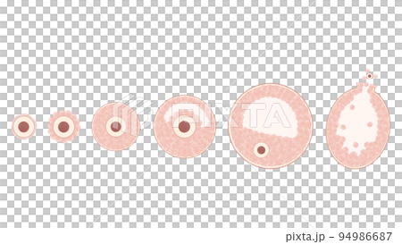 人類卵泡發育和排卵過程圖解 94986687