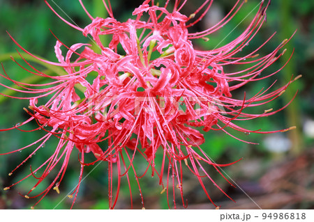 入田ヤナギ林の彼岸花 四万十市 94986818