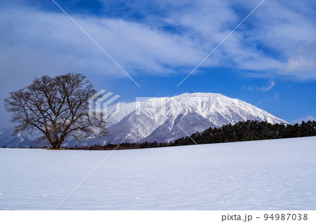 真冬の小岩井農場　一本桜と岩手山 94987038