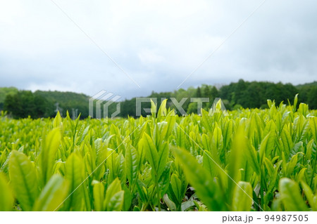 お茶畑と曇り空の風景 お茶畑と曇り空の風景 94987505