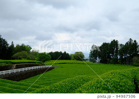 お茶畑と曇り空の風景 お茶畑と曇り空の風景 94987506