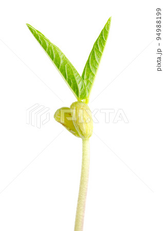 Mung bean seedling with two cotyledons and first true leaves. The hypocotyl, embryonic shoot of the dicotyledon plantlet Vigna radiata. Close up, from above, isolated on white background. Macro photo. 94988199