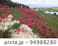 河川敷に咲き乱れる紅白の彼岸花縦位置 94988280