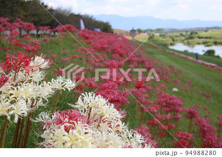 河川敷に咲き乱れる紅白の彼岸花縦位置 94988280