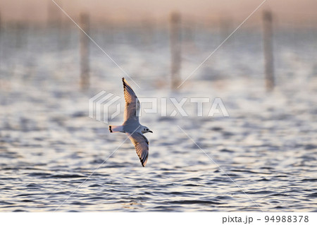 ズグロカモメ飛翔 94988378