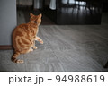 グレーの石調の床の上に佇む猫の後姿 94988619