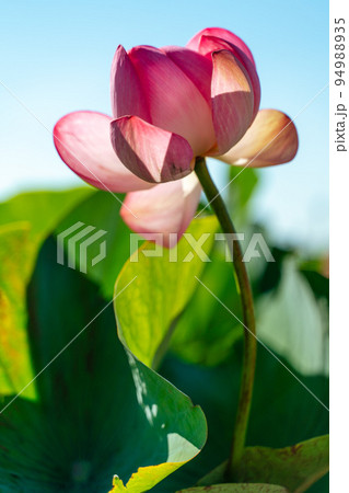 A pink lotus flower sways in the wind. Against the background of their green leaves. Lotus field on the lake in natural environment. 94988935