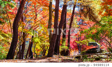 長瀞渓谷（秋）：月の石もみじ公園の紅葉 94989114