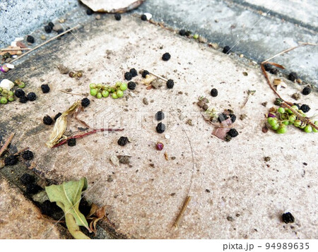 青虫のうんち 青虫のうんち 94989635