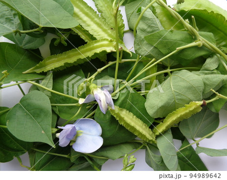 うりずん豆  94989642