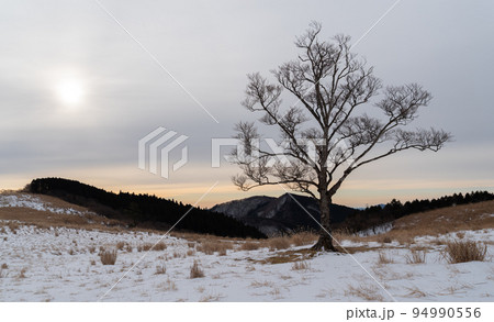 雪の中に立つ一本の木 雪の中に立つ一本の木 94990556