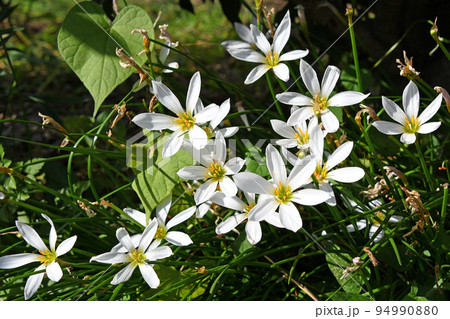 タマスダレ（玉簾） 94990880