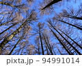 森の中から覗く青空 94991014