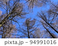 森の中から覗く青空 94991016