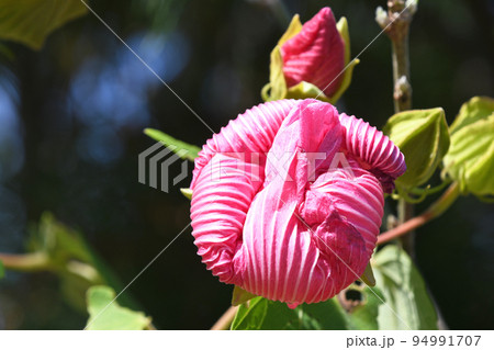 萎んだ芙蓉の花 94991707